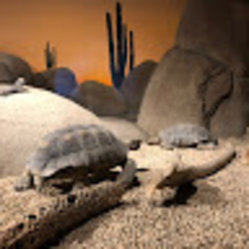 Meet your Posher, Antonio